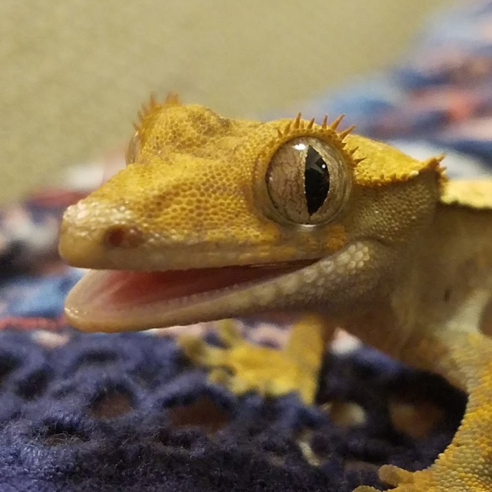 Meet your Posher, Ichigosatsu